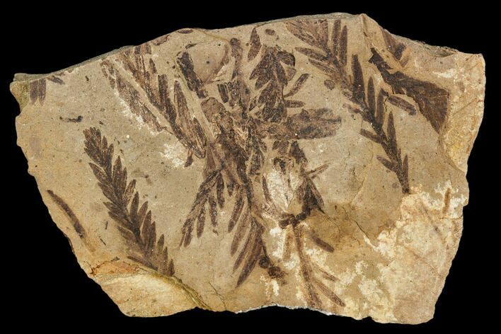 Metasequoia Fossil Plate - Cache Creek, BC #110905